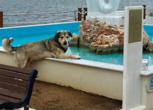 Για τον αδέσποτο Οδυσσέα τον σκύλο που κάποιος δηλητηρίασε στην Κυανή Ακτή Πρέβεζας
