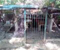 Αθήνα: Δεν συνελήφθη συνταξιούχος εισαγγελέας αν και κακοποιεί τον σκύλο του (βίντεο)