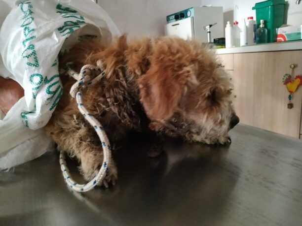 Περιστέρι Ηλείας: Έδιωχναν αντί να σώσουν σκύλο που υπέφερε από θηλιά με σύρμα στον λαιμό (βίντεο)