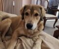 Χάθηκε αρσενικός σκύλος στην Αγία Παρασκευή Αττικής
