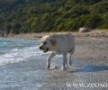 Τι ισχύει για τους σκύλους στις παραλίες βάσει του νέου νόμου 4830/2021
