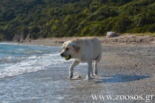 Τι ισχύει για τους σκύλους στις παραλίες βάσει του νέου νόμου 4830/2021