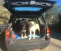 Δύο σκυλιά και πέντε τσακάλια δολοφονημένα με φόλες στο Καφού Μεσσηνίας