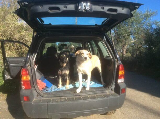 Δύο σκυλιά και πέντε τσακάλια δολοφονημένα με φόλες στο Καφού Μεσσηνίας
