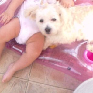 SkylosKarkinoMarkakiAgiosNikolaosKritis 11