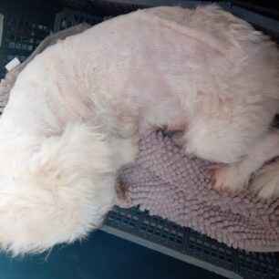 SkylosKarkinoMarkakiAgiosNikolaosKritis 2