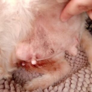 SkylosKarkinoMarkakiAgiosNikolaosKritis 3