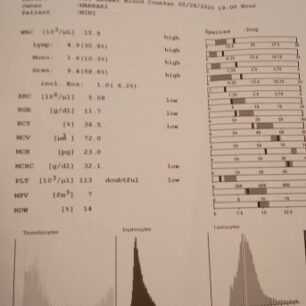 SkylosKarkinoMarkakiAgiosNikolaosKritis 5