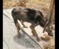 Κορινθία: Έκκληση για άρρωστο σκύλο που εντοπίστηκε στα Λουτρά Ωραίας Ελένης (βίντεο)