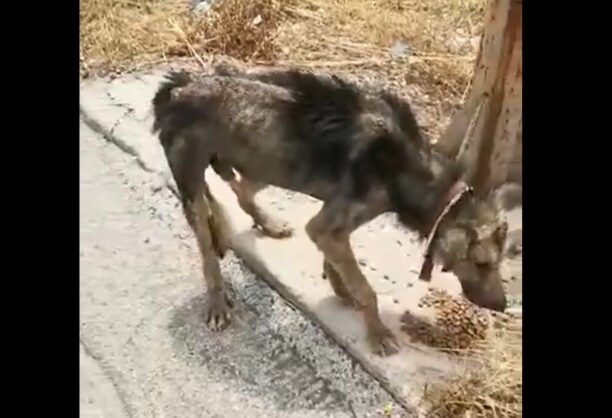 Κορινθία: Έκκληση για άρρωστο σκύλο που εντοπίστηκε στα Λουτρά Ωραίας Ελένης (βίντεο)