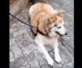 Αθήνα: Βρέθηκε σκύλος στο Παγκράτι