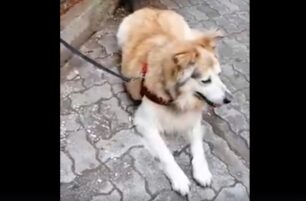 Αθήνα: Βρέθηκε σκύλος στο Παγκράτι