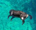 Χανιά: Σκύλος πνιγμένος με πέτρα δεμένη στον λαιμό βρέθηκε να επιπλέει στη θάλασσα