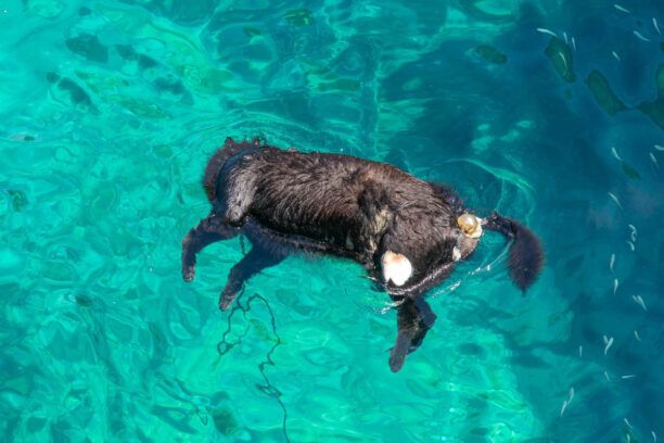 Χανιά: Σκύλος πνιγμένος με πέτρα δεμένη στον λαιμό βρέθηκε να επιπλέει στη θάλασσα