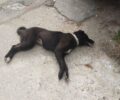 Σκυλιά και γάτες δολοφονημένα με φόλες στον Χορτιάτη Θεσσαλονίκης