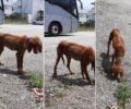 Έκκληση για τον σκελετωμένο σκύλο που περιφέρεται στο Ξυλόκαστρο Κορινθίας