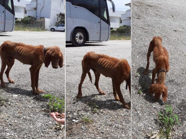 Έκκληση για τον σκελετωμένο σκύλο που περιφέρεται στο Ξυλόκαστρο Κορινθίας