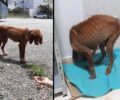Μεταφέρθηκε σε κτηνιατρείο σκύλος που περιφερόταν σκελετωμένος στο Ξυλόκαστρο Κορινθίας