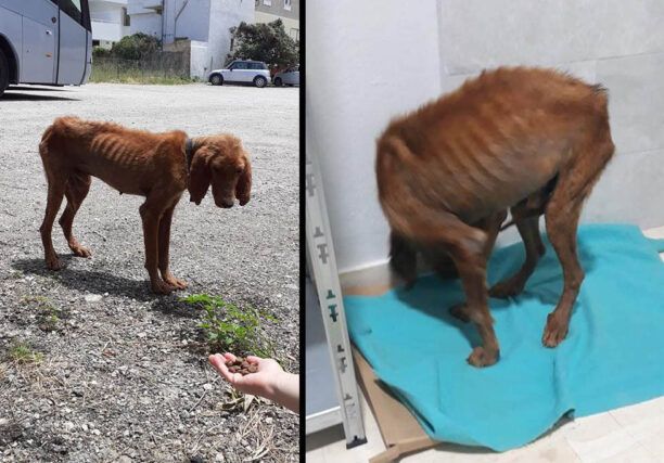 Μεταφέρθηκε σε κτηνιατρείο σκύλος που περιφερόταν σκελετωμένος στο Ξυλόκαστρο Κορινθίας