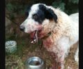 Κορωπί Αττικής: Βρήκε τον αδέσποτο σκύλο που φρόντιζε με σπασμένο σαγόνι στην Αγία Μαρίνα