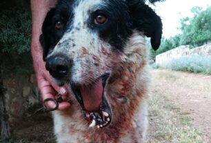 Έκκληση για τα έξοδα χειρουργείου σκύλου με σπασμένο σαγόνι μετά από κακοποίηση στο Κορωπί Αττικής (βίντεο)
