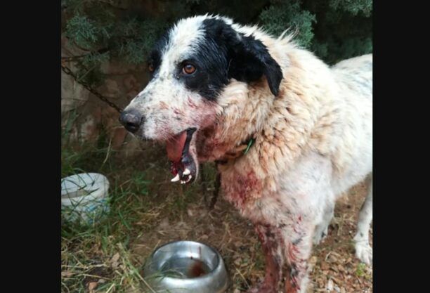 Κορωπί Αττικής: Βρήκε τον αδέσποτο σκύλο που φρόντιζε με σπασμένο σαγόνι στην Αγία Μαρίνα