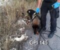 Κρήτη: Με φόλες δηλητηρίασε γάτες στον Άγιο Νικόλαο στο Νοσοκομείο Χρόνιων Παθήσεων Λασιθίου