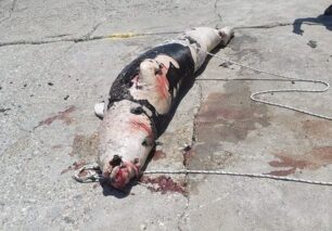 Άγιος Νικόλαος Κρήτης: Βρέθηκε φώκια νεκρή πυροβολημένη από ψαρά στο κεφάλι