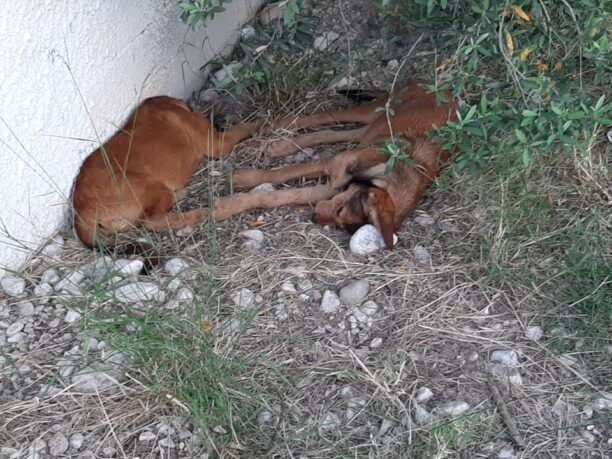 Τρία σκυλιά δολοφονημένα με φόλες στην Αλμυρή Κορινθίας
