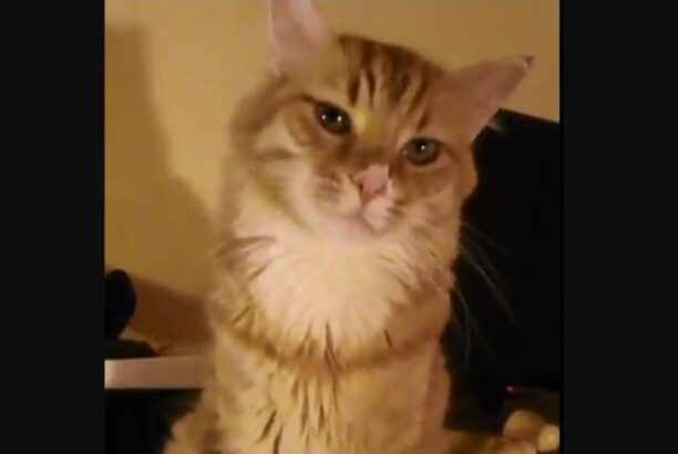 Βρέθηκε - Χάθηκε στειρωμένη αρσενική ξανθιά γάτα στη Χίο