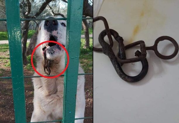 Άνω Λιόσια Αττικής: Έσωσαν σκύλο που κάποιος βασάνιζε καρφώνοντας ορειβατικό κλιπ στη γνάθο του (βίντεο)