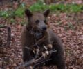 Ξανά στο καταφύγιο του ΑΡΚΤΟΥΡΟΥ στη Φλώρινα ο Κούπερ – Άνθρωποι στέρησαν στην αρκούδα την ευκαιρία για ζήσει ελεύθερη