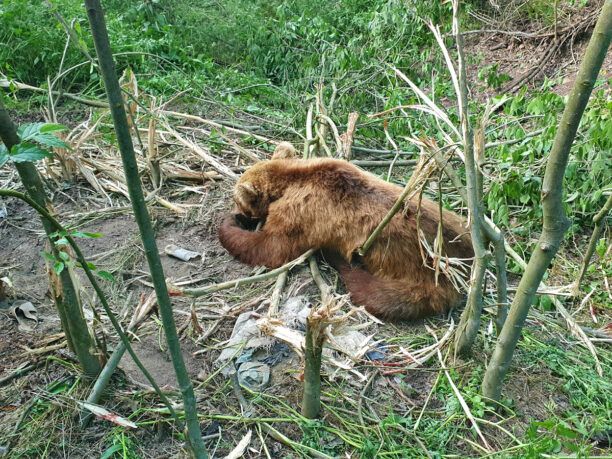 Έσωσαν αρκούδα που παγιδεύτηκε σε θηλιά κυνηγών στον Ροδίτη Κοζάνης (βίντεο)