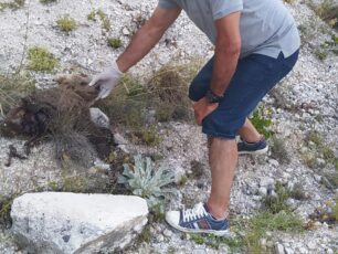 Αρκουδάκι νεκρό, κομμένο στη μέση βρέθηκε κοντά στην Καστοριά
