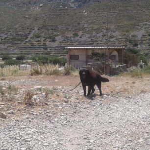 AvlonasKarpathouSkyliaIounios 4