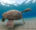 ΑΡΧΕΛΩΝ: Χελώνα Caretta caretta γεννάει σε παραλία της Ζακύνθου επί 33 χρόνια