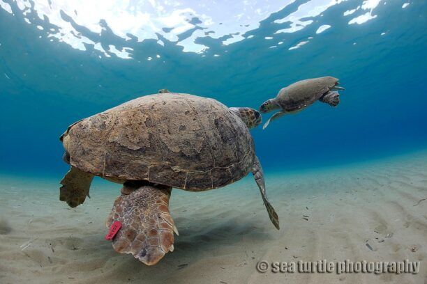 ΑΡΧΕΛΩΝ: Χελώνα Caretta caretta γεννάει σε παραλία της Ζακύνθου επί 33 χρόνια