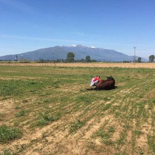Δάτο Καβάλας: Ακόμα ένα άλογο κατέληξε μετά τη μαζική δηλητηρίαση ζώων στον Ιππικό Όμιλο Κατσίτη (βίντεο) 15 DatoKavalasDilitiriasmenaAlogaSkylia18 4 2020 2