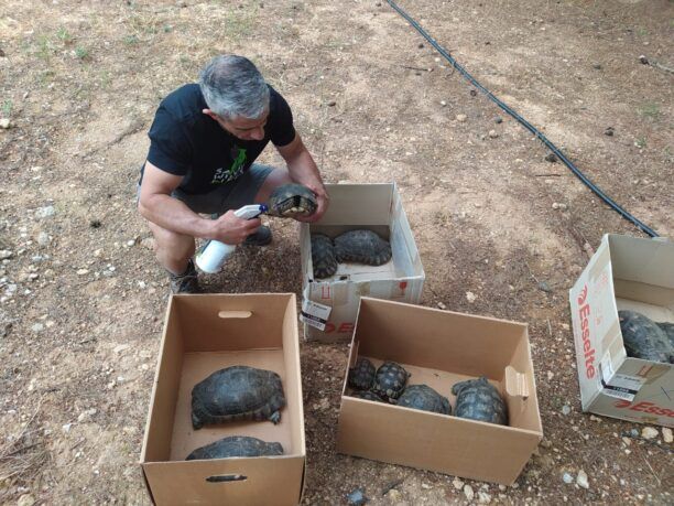 Περισυλλογή χελώνων και σκαντζόχοιρων από Ελληνικό και Άγιο Κοσμά άρχισε η ΑΝΙΜΑ