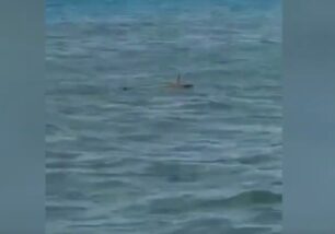 Ζάκυνθος: Σκότωσαν φίδι επειδή κολυμπούσε στη θάλασσα (βίντεο)