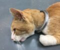 Φιλοθέη Αττικής: Έβγαλαν από τον λαιμό γάτας δακτύλιο από σιφώνι δαπέδου