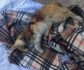 Έκκληση για να καλυφθούν έξοδα περίθαλψης γάτας που βρέθηκε με εγκαύματα στην Ηλιούπολη Αττικής
