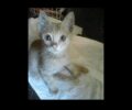 Έκκληση ώστε να καλυφθούν τα έξοδα περίθαλψης για παράλυτο γατάκι που βρέθηκε στο Γαλάτσι Αττικής (βίντεο)
