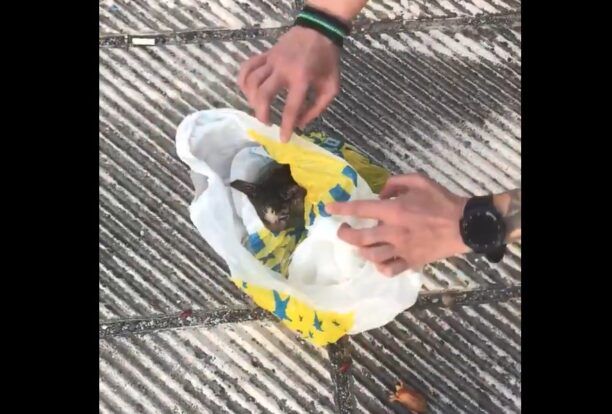 Π. Κεραμίδι Πιερίας: Έσωσαν γάτα που κάποιος έκλεισε σε σακούλα και πέταξε σε κάδο  (βίντεο)