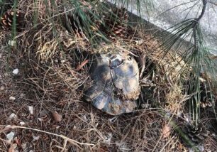 Με μπουλντόζα σκότωσαν χερσαίες χελώνες σε οικόπεδο στο Μαρούσι Αττικής