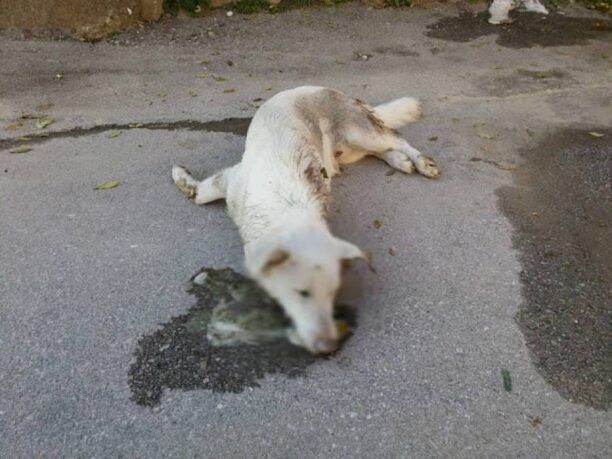 Και στην Ηρακλειά Σερρών δολοφονούν τα ζώα με φόλες