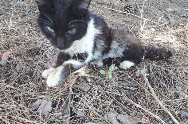 Μεταφέρθηκε σε κτηνιατρείο το γατάκι που βρέθηκε στην Καλαμίτσα Καβάλας και δεν μπορεί να περπατήσει (βίντεο)