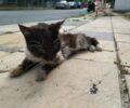 Έκκληση για παράλυτη γάτα που εντοπίστηκε στην Καλαμίτσα Καβάλας