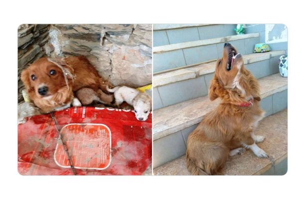 Χανιά: Αναζητούν σπιτικό τα σκυλιά που κακοποιούσε παράνομη εκτροφέας κοντά στο χωριό Καμπανός