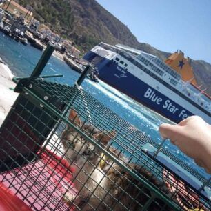Καστελόριζο: Έσωσαν αδέσποτη γάτα που υπέφερε από λαστιχένιο δακτύλιο στον θώρακα 4 KastelorizoGataVraxioli 4